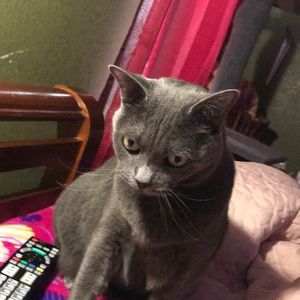 Meet your Posher, Zuri